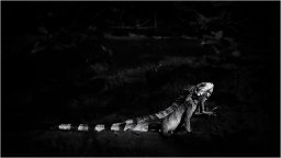 _dsc0457 nb 1920